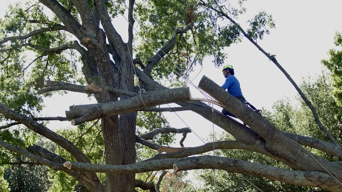 Professional Crown Thinning performed by certified arborists in Tilden